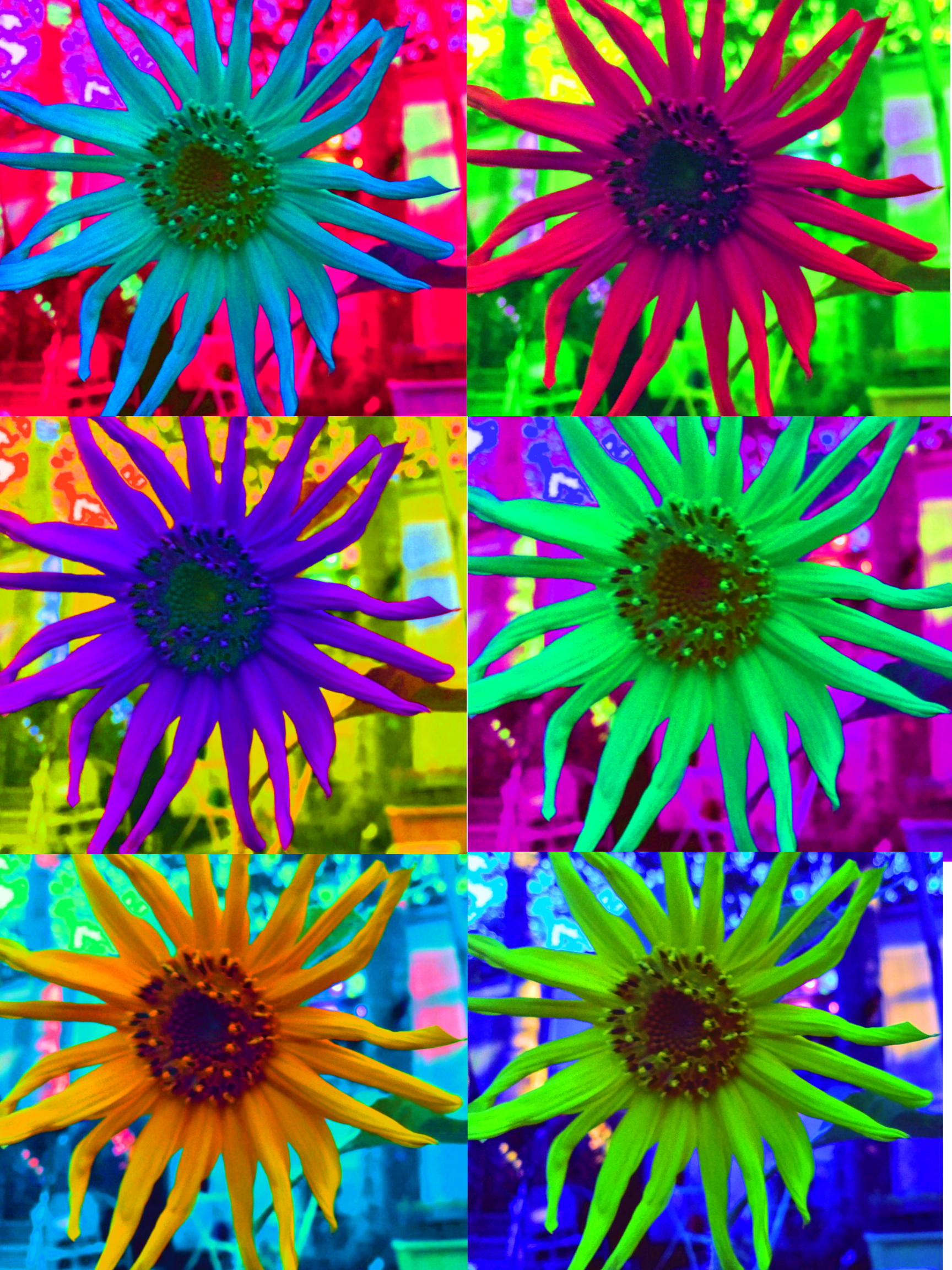 Mutli-colored sunflowers in six panel layout