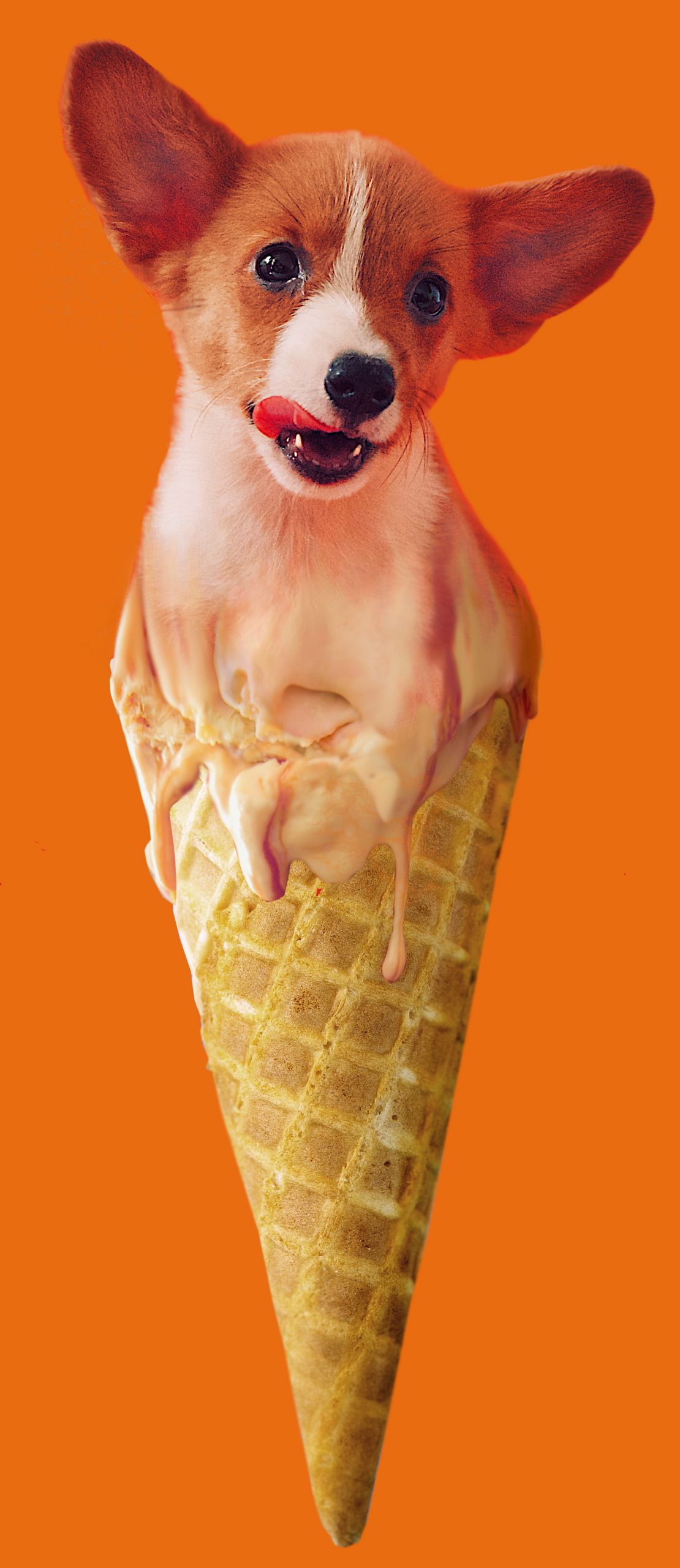 alyssa-deabenderfer-ice-cream-dogo-without-logo